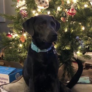 Meet your Posher, Chuck